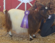 Fall Over Farms Checkers